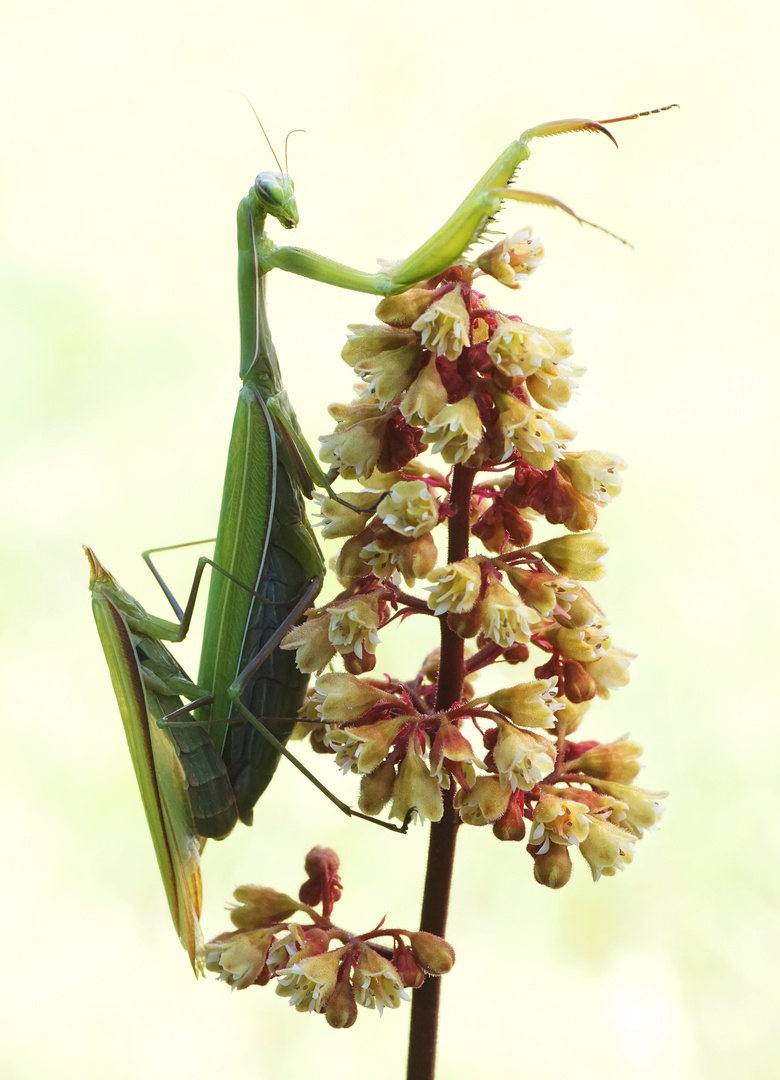 Mantis religiosa (Europäische Gottesanbeterin)