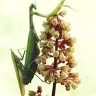 Mantis religiosa (Europäische Gottesanbeterin)