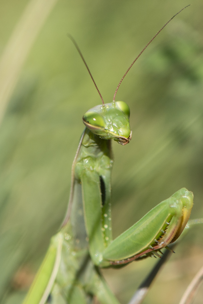 Mantis religiosa - Europäische Gottesanbeterin (2. Portrait)