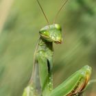 Mantis religiosa - Europäische Gottesanbeterin (2. Portrait)