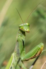 Mantis religiosa - Europäische Gottesanbeterin (2. Portrait)