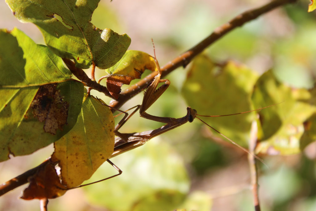  Mantis religiosa-europäische Gottesanbeterin