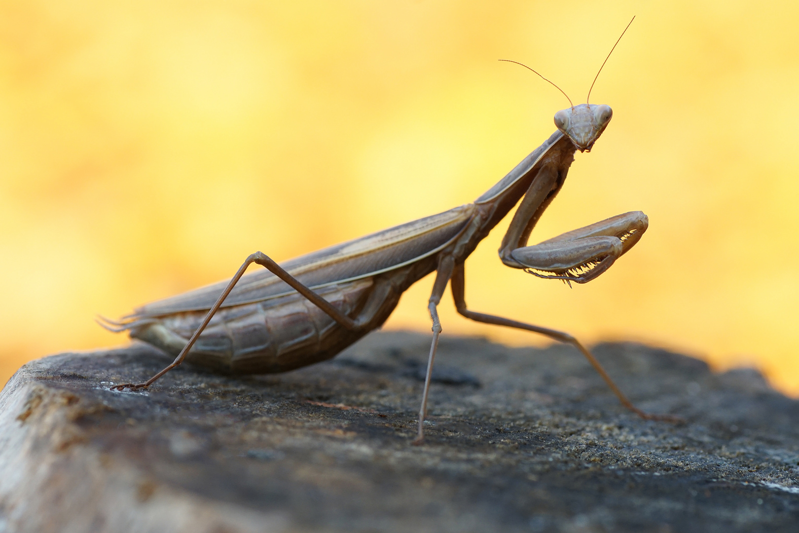 Mantis religiosa (Europäische Gottesanbeterin)