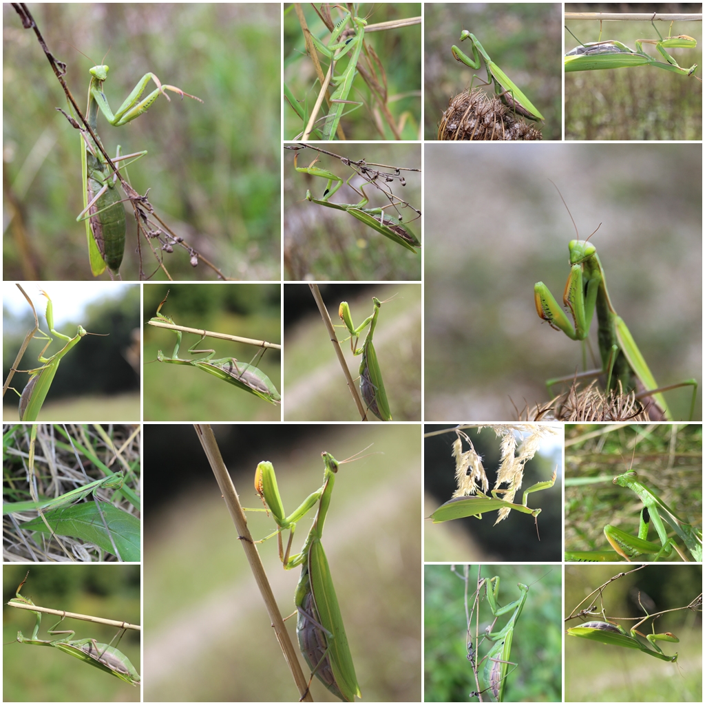 Mantis religiosa-europäische Gottesanbeterin