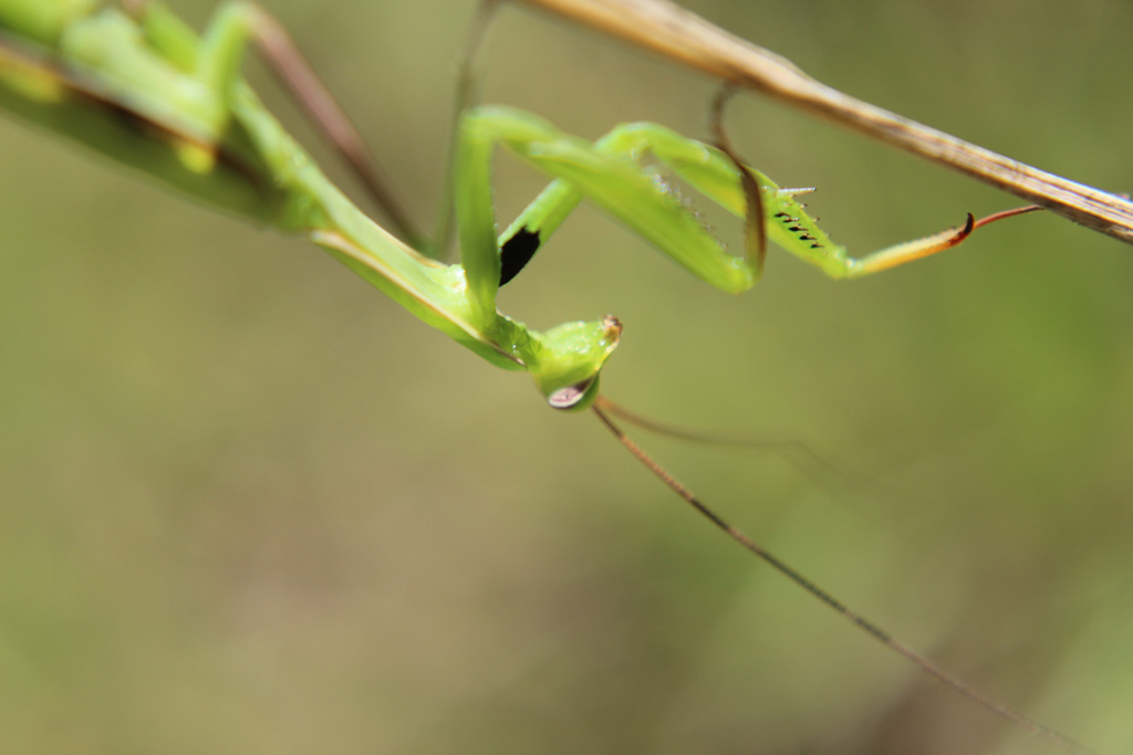 Mantis religiosa- europäische Gottesanbeterin 