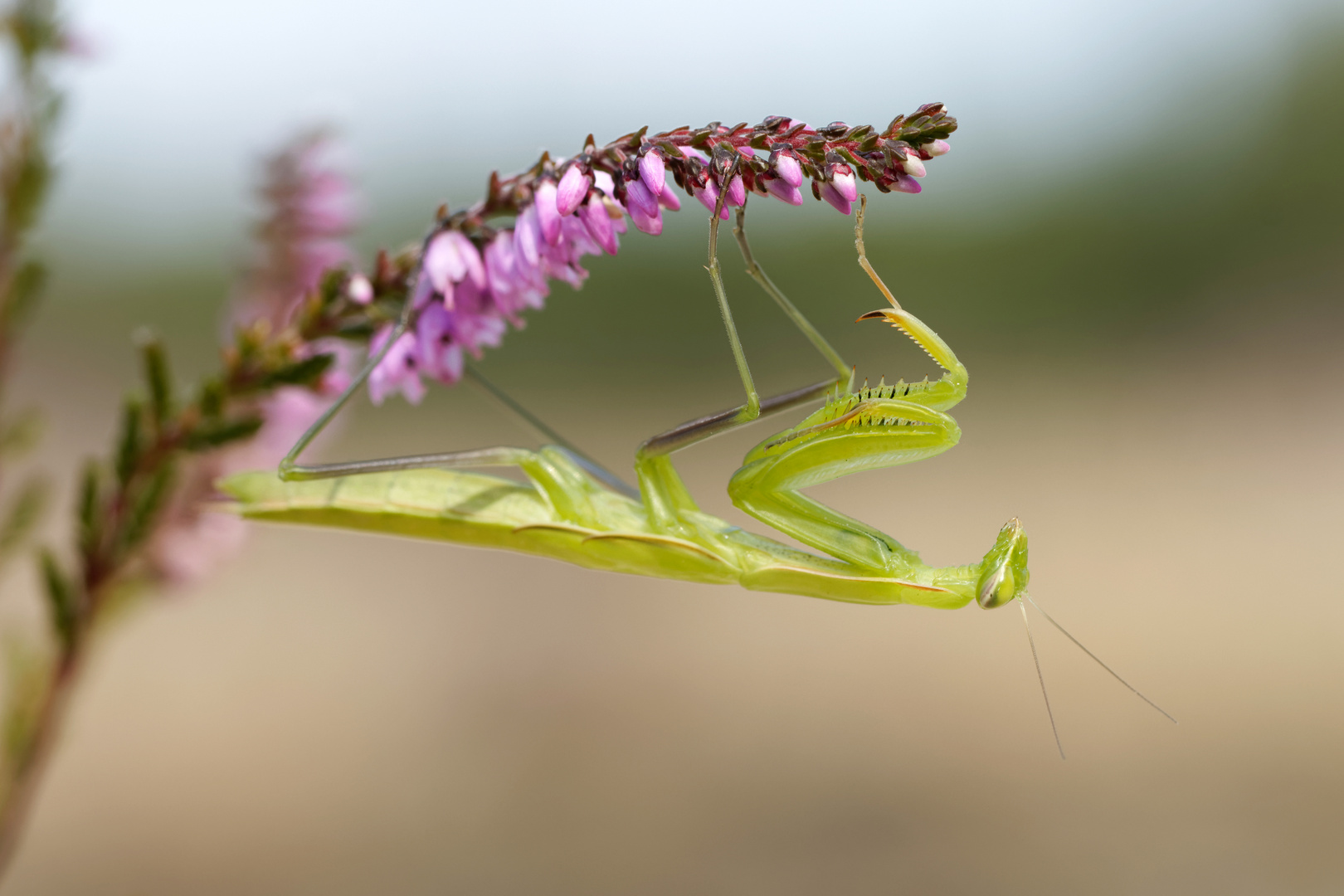 Mantis religiosa - Europäische Gottesanbeterin