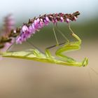 Mantis religiosa - Europäische Gottesanbeterin