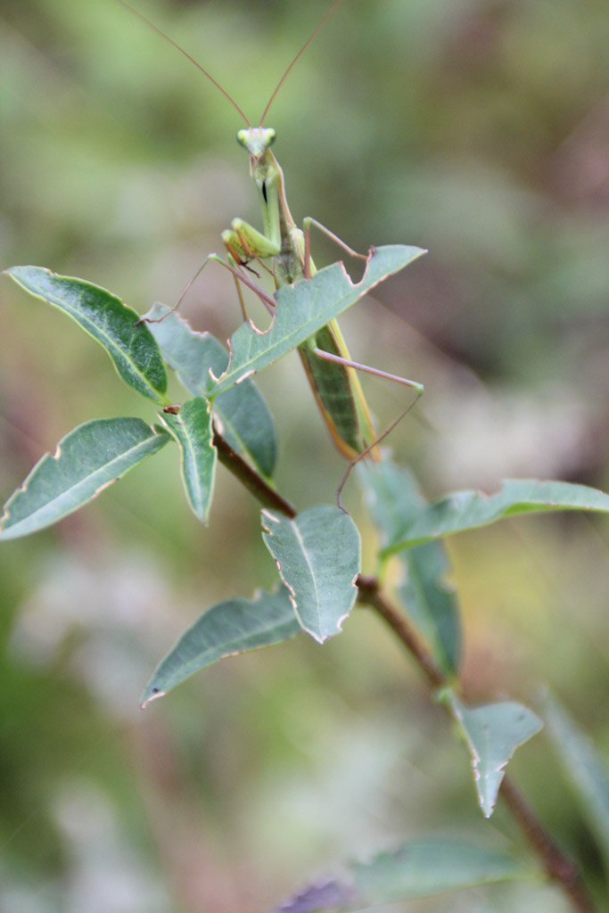 Mantis religiosa- europäische Gottesanbeterin 