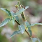 Mantis religiosa- europäische Gottesanbeterin 