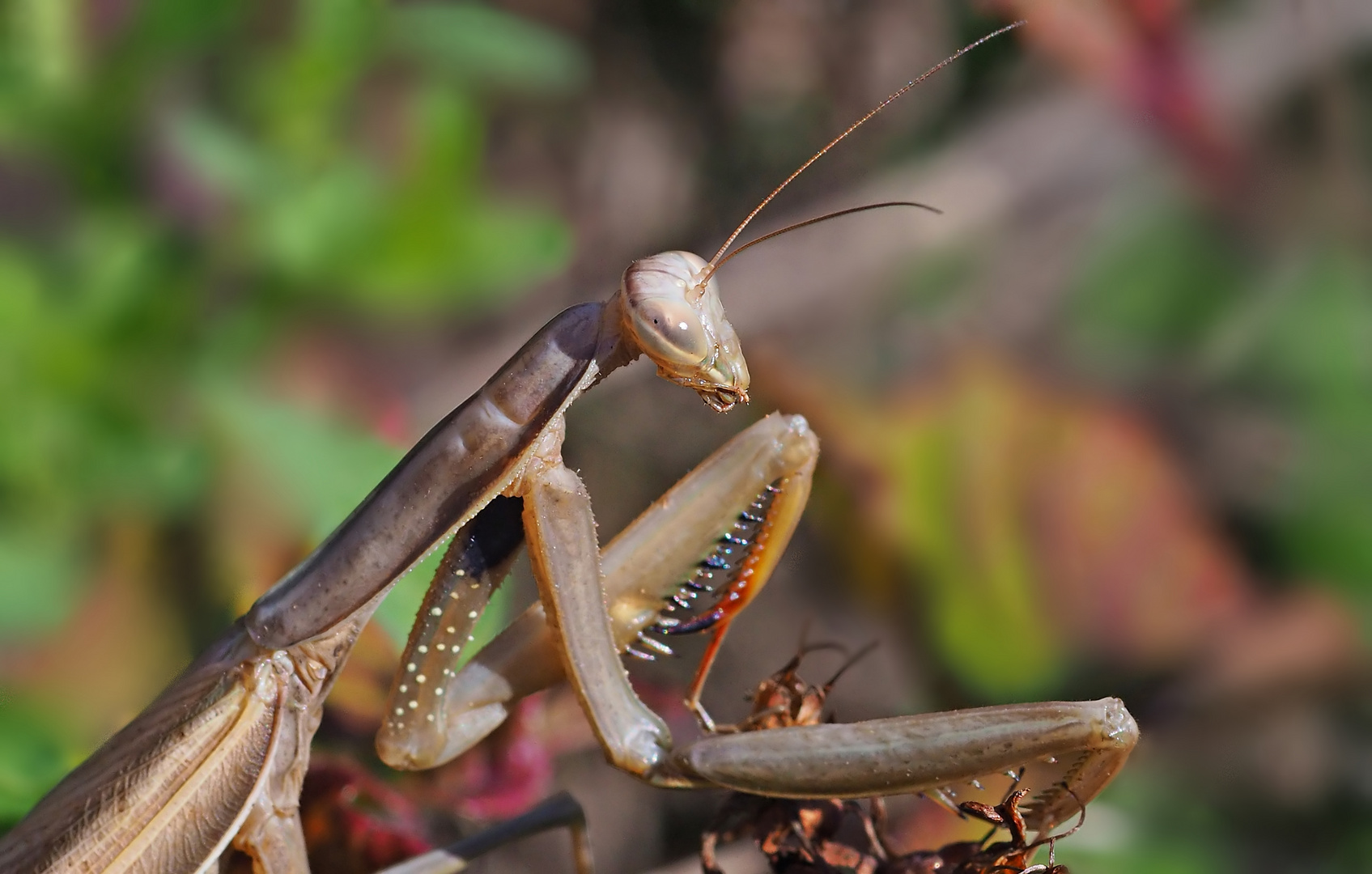 Mantis religiosa - Europäische Gottesanbeterin