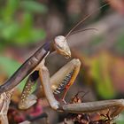 Mantis religiosa - Europäische Gottesanbeterin