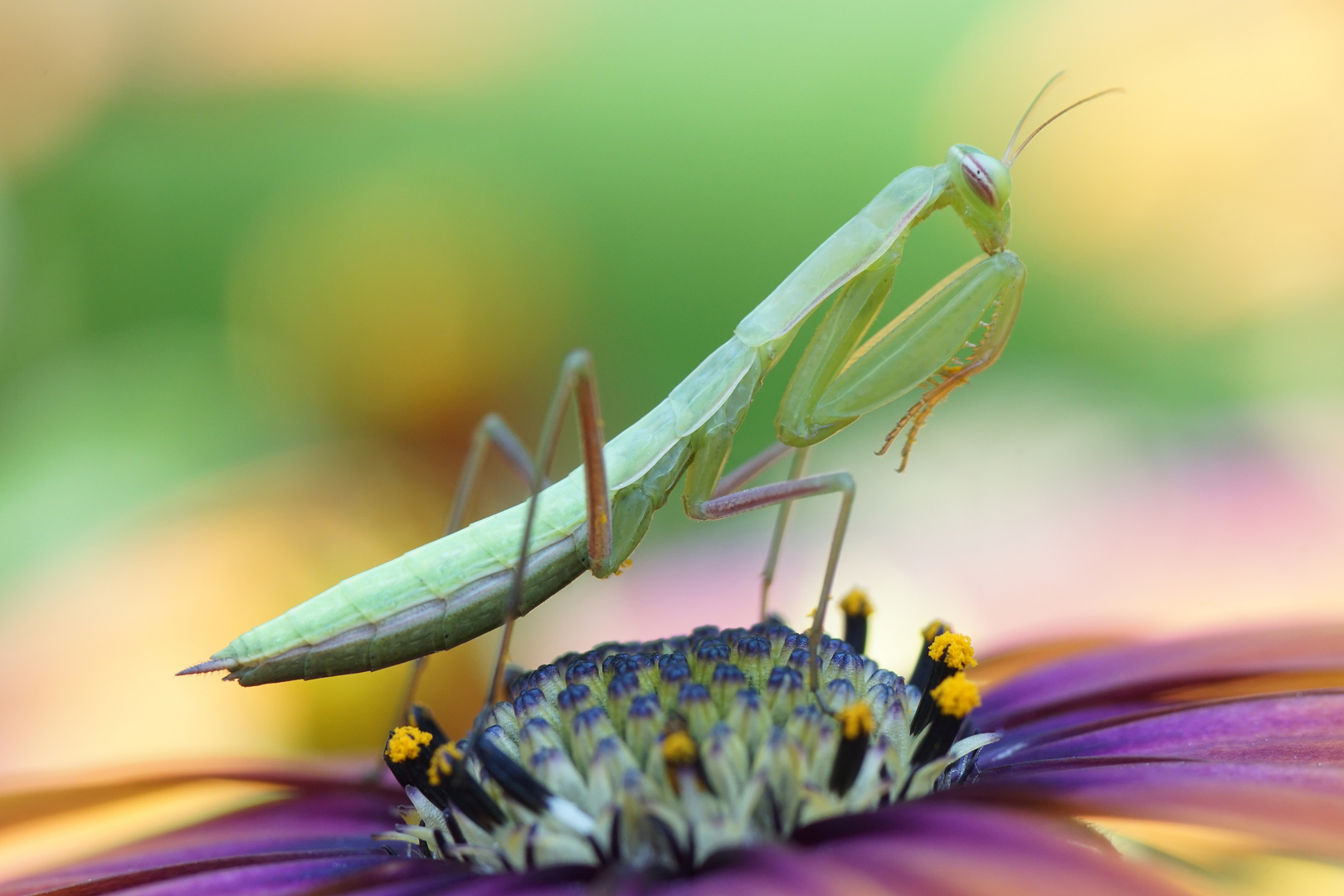 Mantis religiosa (Europäische Gottesanbeterin)