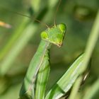 Mantis religiosa - Europäische Gottesanbeterin