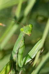 Mantis religiosa - Europäische Gottesanbeterin