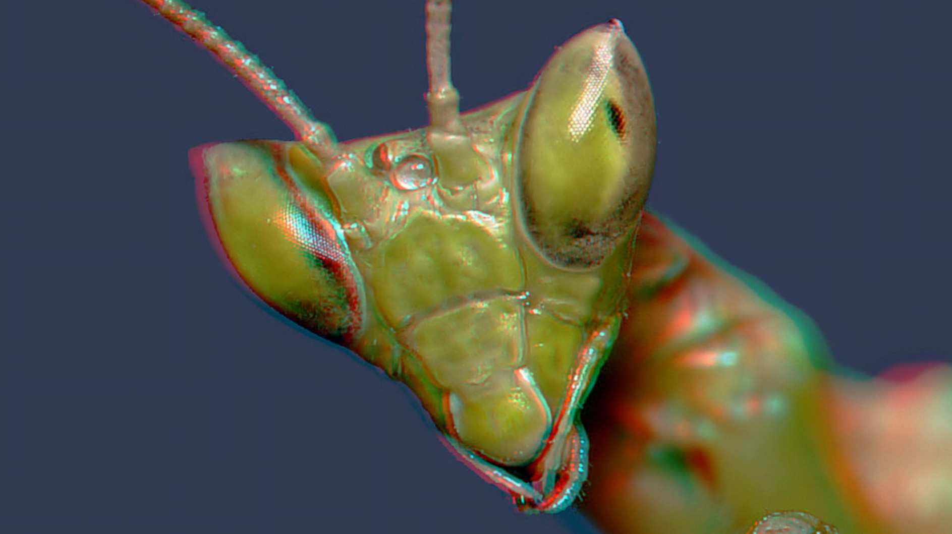 Mantis Religiosa (Extrem Makro)
