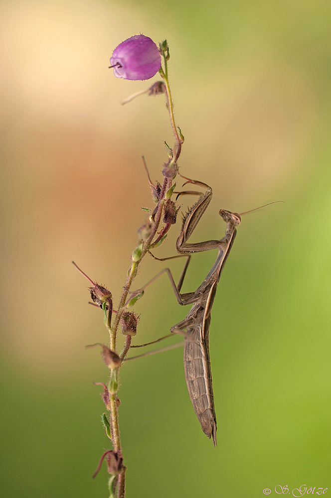 Mantis religiosa