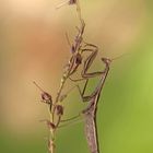 Mantis religiosa