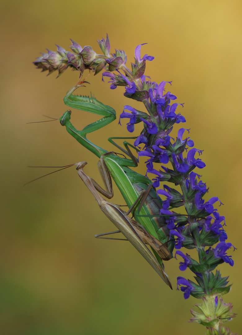 Mantis religiosa