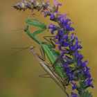 Mantis religiosa