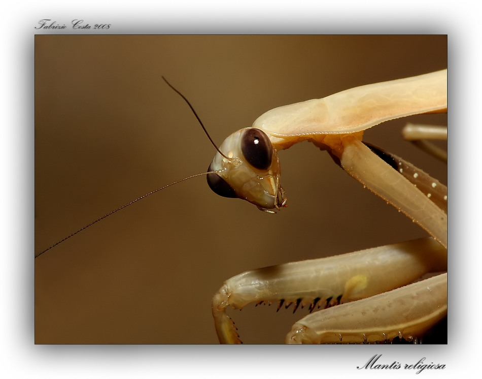 Mantis religiosa