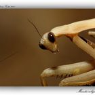 Mantis religiosa