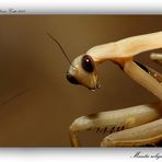 Mantis religiosa