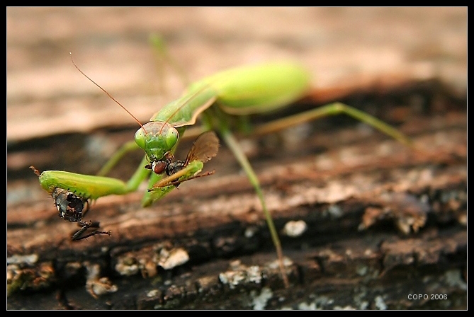 Mantis religiosa...