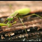 Mantis religiosa...