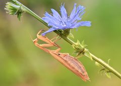 Mantis religiosa