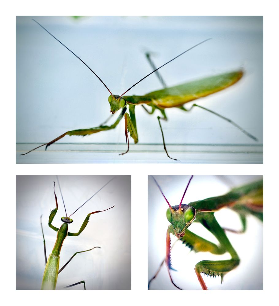 Mantis religiosa