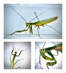 Mantis religiosa