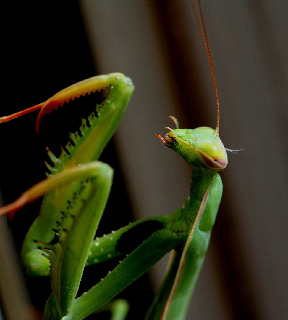 Mantis Religiosa