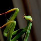 Mantis Religiosa