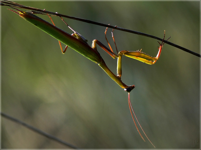 Mantis religiosa