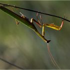 Mantis religiosa