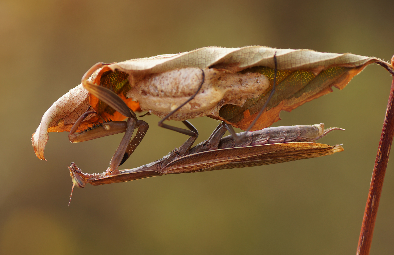 Mantis religiosa