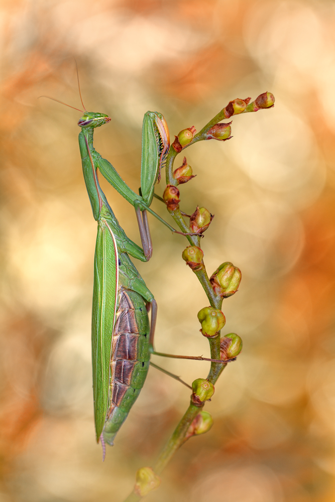 Mantis Religiosa 