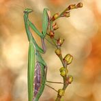 Mantis Religiosa 