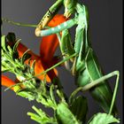 Mantis religiosa