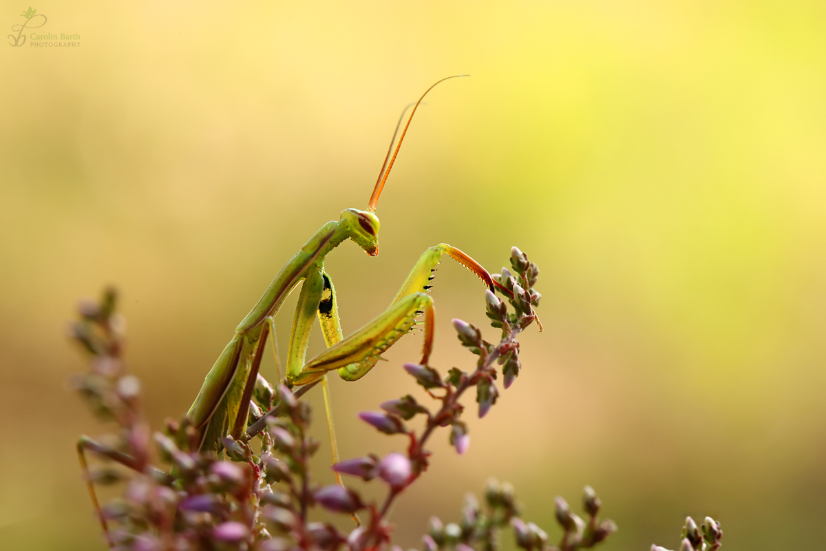 Mantis religiosa