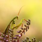 Mantis religiosa