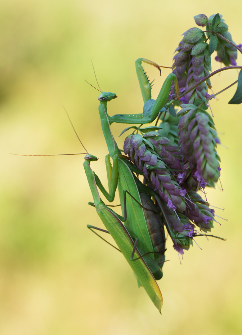 Mantis religiosa