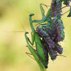 Mantis religiosa