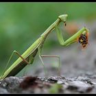 Mantis religiosa.....