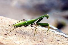 Mantis religiosa - Gottesanbeterin