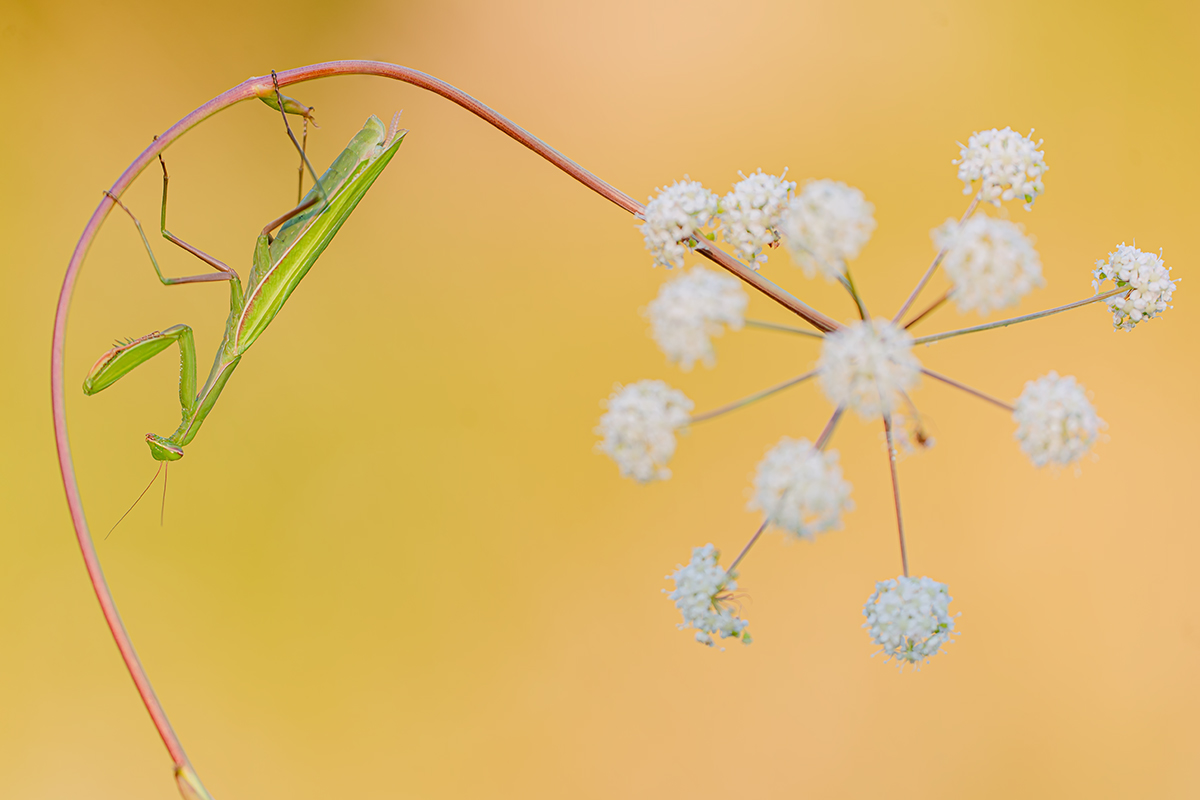 Mantis religiosa  - Gottesanbeterin