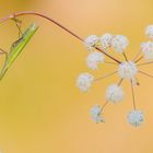 Mantis religiosa  - Gottesanbeterin