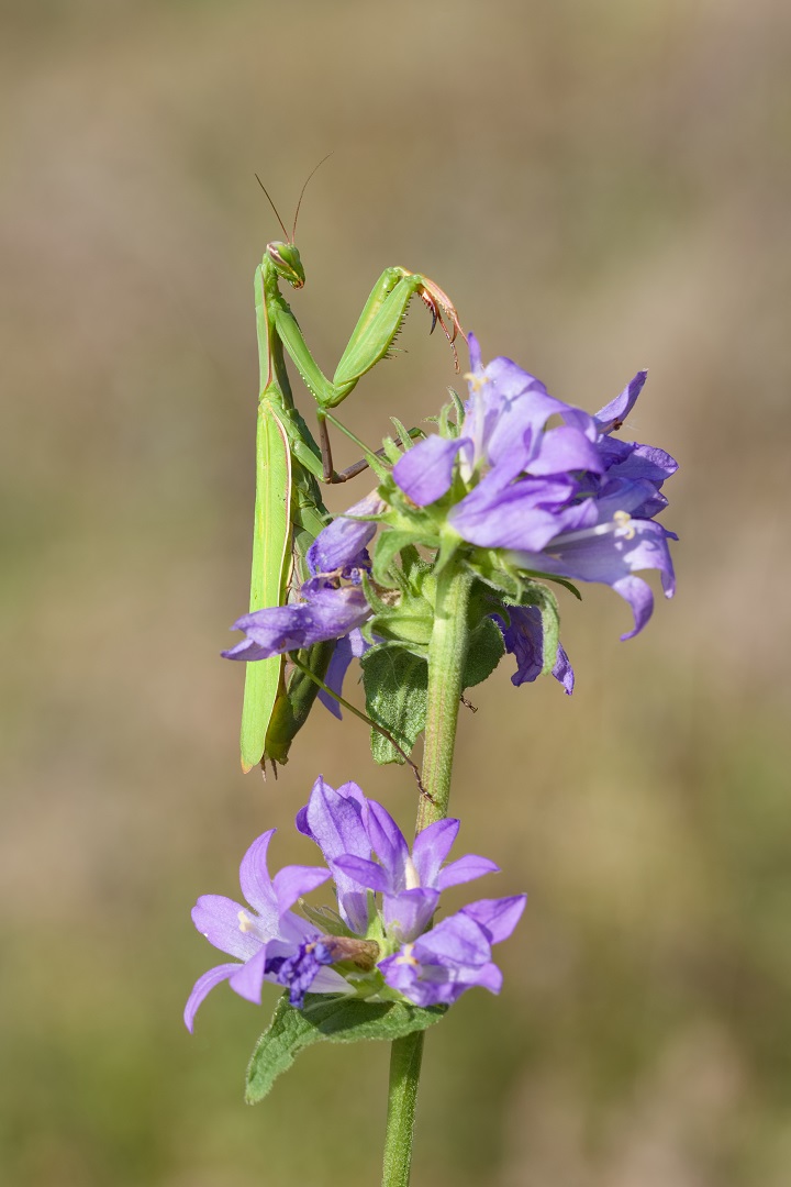 Mantis religiosa - Gottesanbeterin 