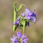 Mantis religiosa - Gottesanbeterin 