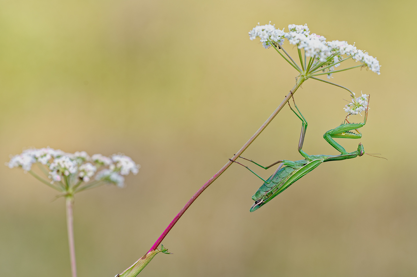 Mantis religiosa - Gottesanbeterin